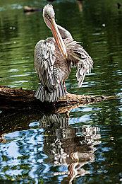 《忍者神龟合集》日亚开启预售 NS实体版封面公布